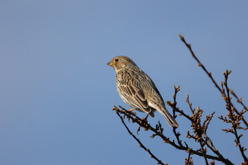 corn bunting up in a tree - 786468231