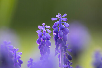 azure grape hyacinth focus stack