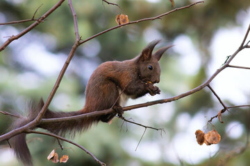 eurasian red squirrel up in the tree - 786468287