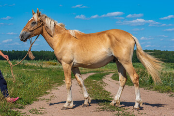 Portrait of a beautiful thoroughbred horse exterior on a leash against the sky.