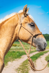 Naklejka premium Portrait of a beautiful thoroughbred horse exterior on a leash against the sky.