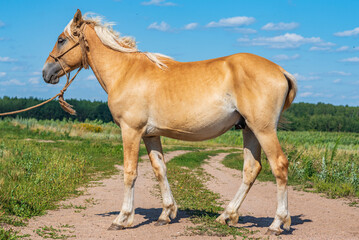 Obraz premium Portrait of a beautiful thoroughbred horse exterior on a leash against the sky.
