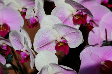 Close up shot of pink and white moth orchid surrounded by other orchids