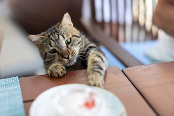 Green-Eyed Striped Cat Hunts Plate at Outdoor Restaurant
