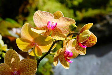 Close up shot of yellow moth orchid 
