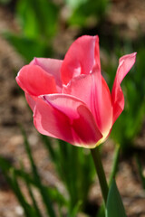 Medium close up shot of a blooming pink tulip in a garden