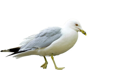 Ring-billed gull (Larus delawarensis) isolated on white background, cut out