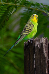 Budgerigar