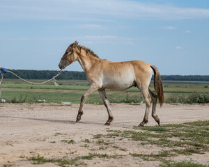 Obraz premium Portrait of a beautiful thoroughbred horse exterior on a leash against the sky.