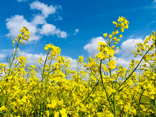 blossoming yellow rapeseed plants with a blue sky