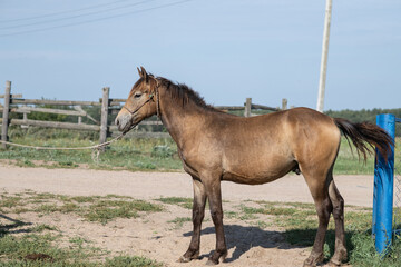 Obraz premium Portrait of a beautiful thoroughbred horse exterior on a leash against the sky.