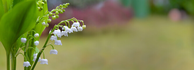 beautiful sprig of fresh lily of valley blooming in a garden.- french symbol of lucky charm - 786473464