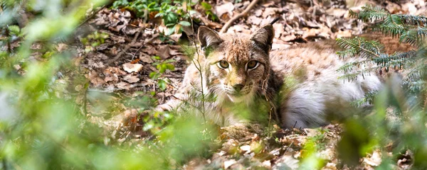 Foto auf Acrylglas a young lynx in a forest panorama © Tobias Arhelger