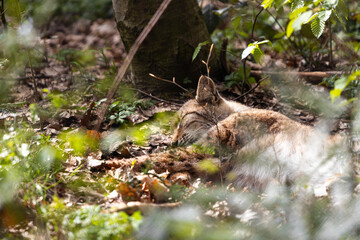 a young lynx in a forest