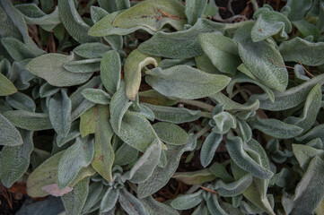 Lambs ear - Stachys byzantina ornamental perennial plants with spike like stems and thick leaves densely covered on both sides with gray