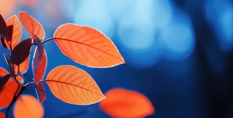 Vibrant orange-red autumn leaves background. - obrazy, fototapety, plakaty