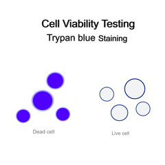 The cell viability testing with Trypan blue staining technique that shows staining comparison between Dead and Live or viable cells.