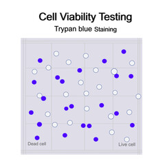 The cell viability testing with Trypan blue staining technique that shows staining of Dead and Live or viable cells on grid of hemocytometer.