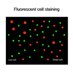 The picture shows the result of fluorescent cell staining, which shows viability staining of dead and viable or live cells in red and green,respectively.