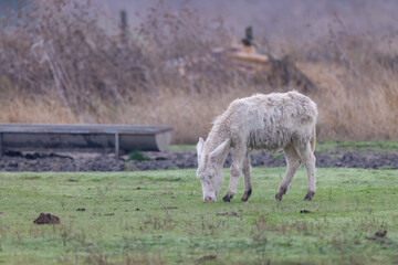 Donkey in Hortobagy National Park, UNESCO World Heritage Site, Puszta is one of largest meadow and steppe ecosystems in Europe, Hungary - 786474827