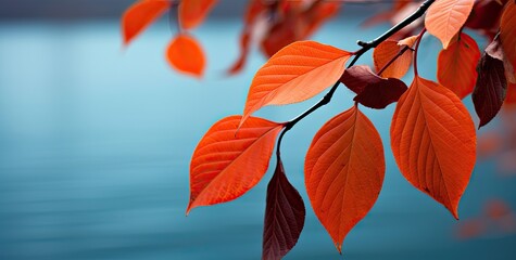Obraz premium Autumnal scene with orange-red leaves background.