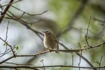 the goldcrest the smallest resident bird in Britain perched in a tree with a blurred background