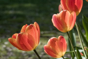 beautiful orange and yellow tulips in the spring sunshine