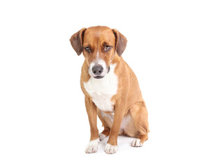 Isolated dog sitting and looking at camera. Cute puppy dog with focused or waiting body language. Dog obedience training. 2 years old female harrier mix dog. White background. Selective focus.