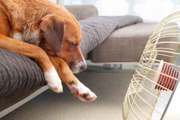 Dog in front of heater. Side view of cute puppy dog sleeping close to infrared heater. Concept for pet safety with heaters. Female Harrier mix dog. Selective focus.