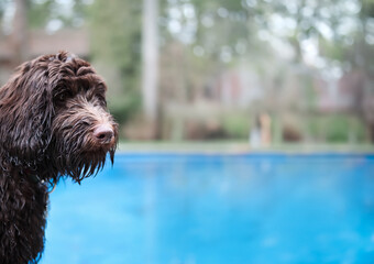 Wet dog sitting by pool in backyard. Side view of puppy dog with wet fur looking at something....
