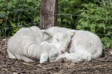 close up of two cute lambs asleep in the spring sunshine