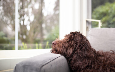 Bored dog lying by the window on a sofa. Side profile of cute female Labradoodle sleeping in front...