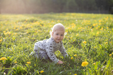 a one-year-old fair-haired boy sits on a sunny day in a meadow with yellow dandelions
