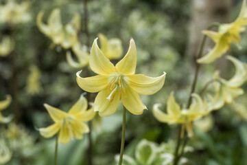 pretty yellow flowers of fawn lily erythronium