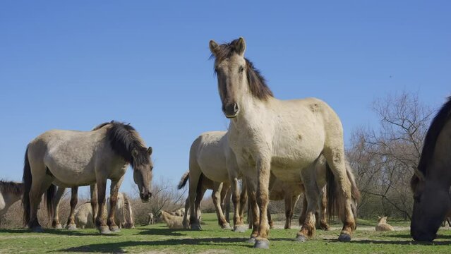 Bottom view on wild horses grazing in the meadow, a curious horse look at camera, on blue sky and bushes in background, Close-up, Slow motion. Wild Konik or Polish primitive horse
