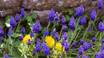 Obraz premium Hyacinthus muscari and dandelions. Hyacinthus muscari. Muscari armeniacum. Armenian grape hyacinth. Grape hyacinths in bloom.