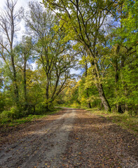 Gemenc, unique forest between Szekszard and Baja, Dunaj-Drava National Park, Hungary