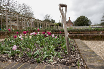 pink tulips growing in a raised flower bed garden scene with gardening fork in the foreground
