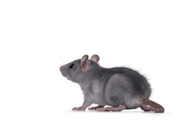 Blue baby rat standing side ways. Looking to the back and away from camera. Isolated on a white background.