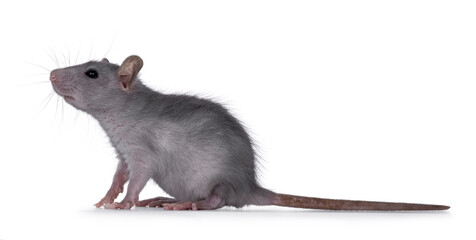Blue baby rat sitting up side ways. Looking to the side up and away from camera. Isolated on a white background.