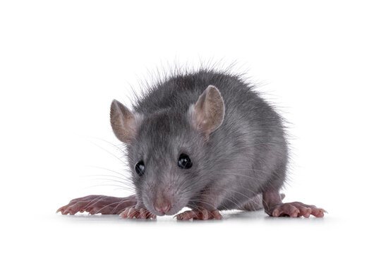 Blue baby rat standing facing front. Looking to camera. Isolated on a white background.