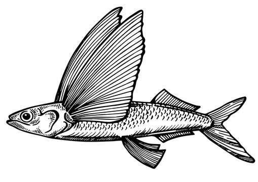 recommend clip art: Flying fish animal engraving PNG illustration. Scratch board style imitation. Black and white hand drawn image.