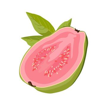 juicy green pink cut guava with leaves. Isolated vector summer fruit on white background for design