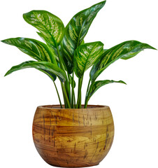 Indoor houseplant with lush leaves in a decorative wooden pot cut out png on transparent background