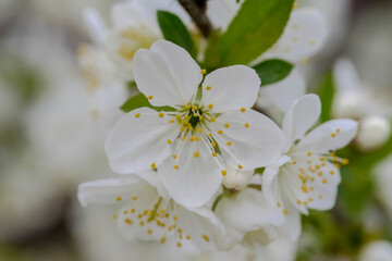 Wiosną w sadzie zakwitł piękny kwiat wiśni. Kwiecista i pachnąca wiosna w wiśniowym sadzie w województwie świętokrzyskim. - obrazy, fototapety, plakaty