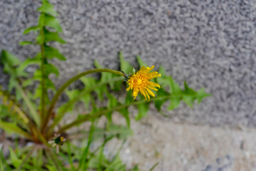 Na betonowym chodniku pod ścianą rósł kwitnący mniszek lekarski. Cenna roślina lecznicza zawierająca liczne składniki odżywcze o żółtych kwiatach. Dzika przyroda podbija betonową miejską dżunglę.