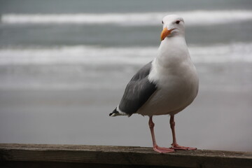 Seagull
