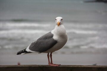 Seagull