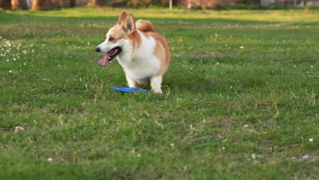 A playful Pembroke Welsh Corgi fetches a disk on a sunlit field, embodying joy and vitality. The energetic dog dashes across the grass, bringing life to the tranquil park scene