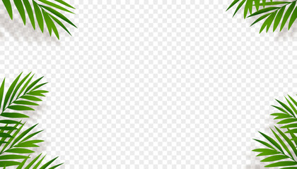 Green Palm Leaves with Shadow silhouette on transparent background,Element Tropical Coconut Leaf overlay for wall background,Vector nature object decoration for Summer banner or card.
